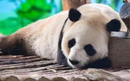 Trung Quốc thông báo gửi cặp gấu trúc khổng lồ trở lại San Diego