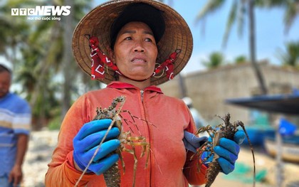 Hơn 60 tấn tôm hùm bị chết ở Phú Yên, người nuôi cay đắng bán giá 50.000 đồng/kg