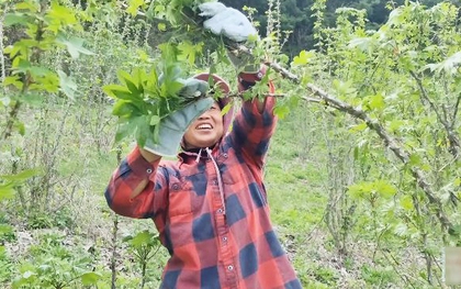 Kiếm 60 triệu/ngày nhờ lên núi hái rau, dâu Việt ở Hàn kéo cả bố mẹ sang làm nông, đào sâm rừng