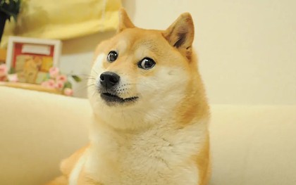 Chú chó gắn liền với meme "Doge" qua đời