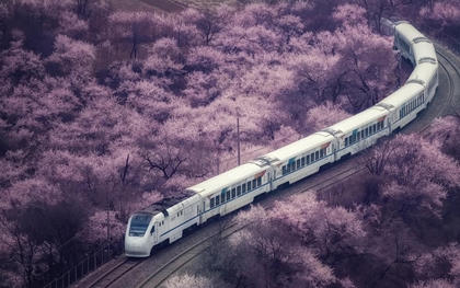 Hình ảnh đoàn tàu chạy vào biển hoa gây sốt cõi mạng Trung Quốc: Tưởng sản phẩm AI, nhưng là cảnh thật rất nổi tiếng