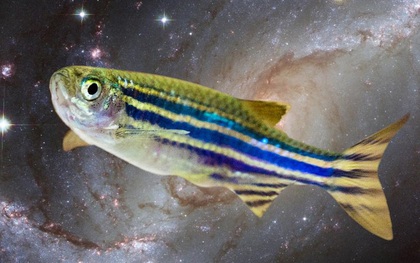 Số phận đàn cá tương đồng gene với con người, được Trung Quốc đưa lên trạm vũ trụ sau 1 tháng ra sao?