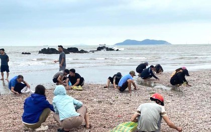 "Lộc biển" dạt vào trắng bờ cát, người dân đua nhau nhặt về ăn