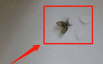 Tác hại của những con côn trùng nhỏ này trong phòng tắm