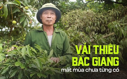 Người dân Bắc Giang bất lực vì vải thiều mất mùa: "Chưa năm nào tôi thấy đáng sợ như năm nay"