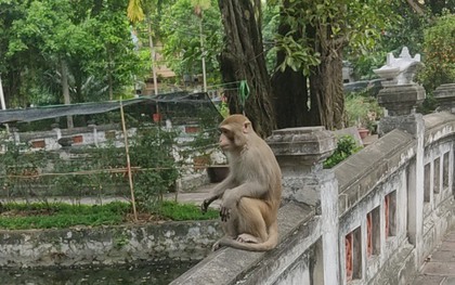 Bắt con khỉ hoang ở trung tâm Hà Nội, chuyên quấy phá người dân