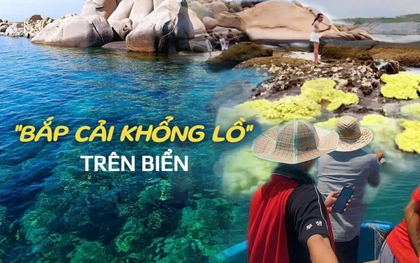 Bất ngờ "bắp cải khổng lồ" mọc lên giữa biển, thì ra là một loài sinh vật cực hiếm ở vùng biển miền Trung