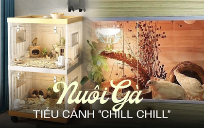 Giống gà nhỏ nhất thế giới đang gây sốt: Không cần về quê vẫn có thể "vui thú điền viên" ngay tại nhà!