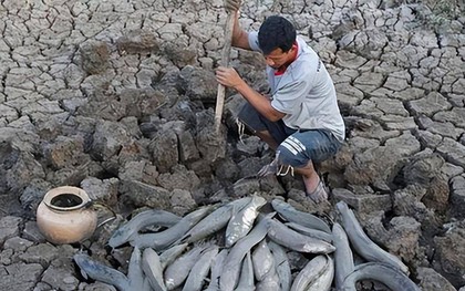 Loài cá kỳ lạ nhất châu Phi: Ẩn mình dưới lòng đất nhiều năm không cần ăn uống nhưng vẫn không thể thoát khỏi bàn tay của con người