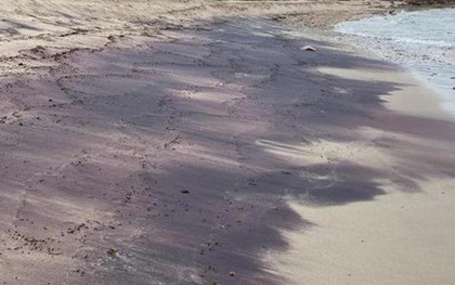 Ngọc hồng lựu tràn bờ biển Úc: Tín hiệu từ "thế giới đã mất"