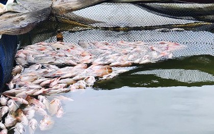 Cá chết la liệt trong hàng chục lồng nuôi ở Lâm Đồng