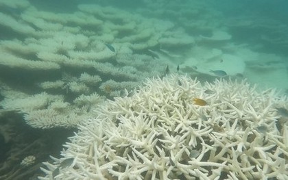 Tạm dừng bơi lội, lặn ngắm san hô ở một số điểm biển Côn Đảo