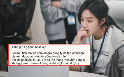 Phía sau câu chuyện nhân viên mới nhận việc viết email xin mang mèo đến công ty, HR đòi "xử lý"