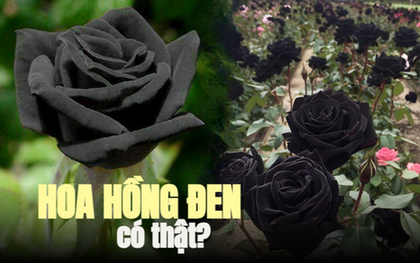 Kỳ lạ ngôi làng duy nhất trên thế giới trồng hoa hồng đen nhưng chỉ đen vào mùa hè