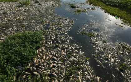 Cá chết phủ trắng sông ở São Paulo, Brazil