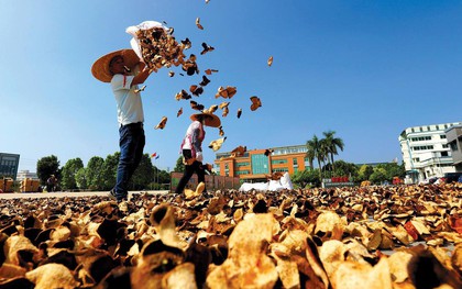 Nhặt rồi phơi khô thứ tưởng chừng bỏ đi, nông dân vùng này thu lợi cả tỷ USD mỗi năm