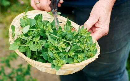 Việt Nam có loại rau dại vị vừa cay vừa đắng có cái tên "rất Tây" nhưng giúp chống ung thư và kháng khuẩn