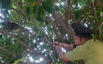 Đi hóng mát, tá hỏa phát hiện trăn đất 5 kg giữa trung tâm Đà Nẵng