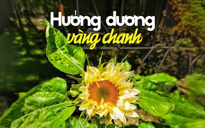 Hoa hướng dương nhụy xanh được ví như kem chanh mùa hè, giá chưa đến 100.000 đồng/bó khiến hội chị em mê mẩn