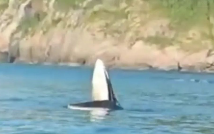 Cá voi xuất hiện trên biển Phú Yên