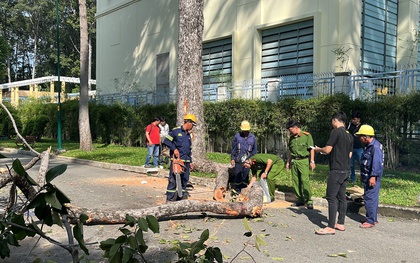 Công an điều tra công ty cây xanh TPHCM sau vụ 5 người thương vong tại công viên Tao Đàn 