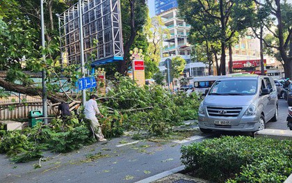 Cây tét nhánh rơi ở giao lộ trung tâm TP HCM