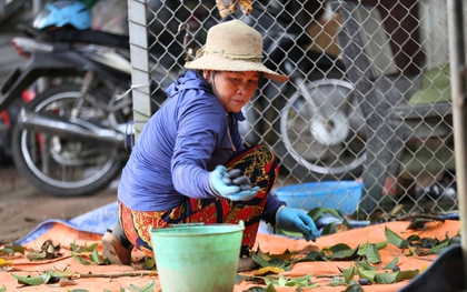 Người dân Bắc Giang tất bật thu hoạch loại quả ví như "vàng đen" khi mùa Thu đến, nhiều cây được đánh dấu vì lý do đặc biệt