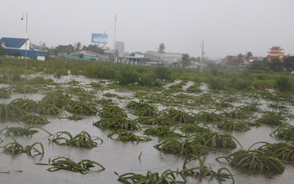 "Thủ phủ thanh long" Bình Thuận ngập nặng sau cơn mưa lớn