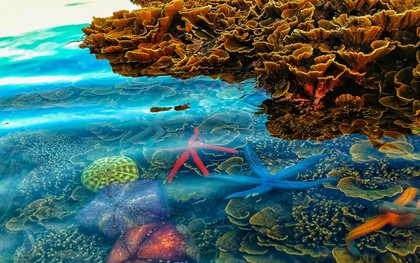 Nơi "kho báu" nổi trên mặt nước ở xứ hoa vàng cỏ xanh, chỉ cần một chiếc điện thoại cũng có cả tá ảnh đẹp mang về
