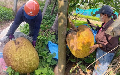 Xuất hiện quả mít cân nặng khủng ở Hà Nội, hai người bê “vẹo sườn”, bổ ra mới ngỡ ngàng