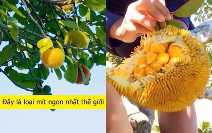 Loại mít "ngon nhất thế giới" tại Việt Nam: Đắt gấp 5 lần mít Thái, quả nhỏ xíu nhưng nhiều người quyết mua bằng được