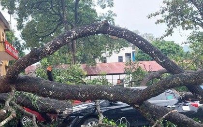 Mưa to, gãy cành xà cừ đè trúng 1 giáo viên, 4 ô tô bẹp dúm ở Thanh Hóa