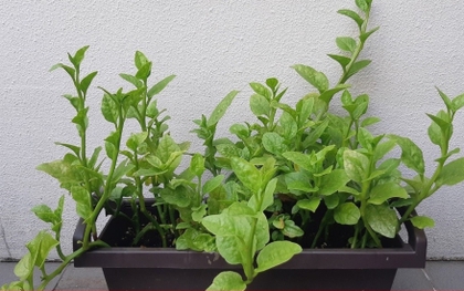 Cách trồng cây mồng tơi tại nhà