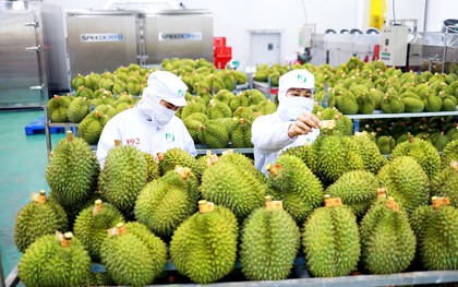 Người dân tại xứ sở 1,4 tỷ dân sắp được thưởng thức đẳng cấp trái cây Việt Nam "tứ quý mỹ vị"