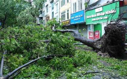 Khu danh thắng Tràng An muốn mua cây bị siêu bão Yagi quật đổ về chăm sóc