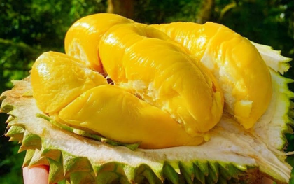 "Bản đồ ẩm thực thế giới" vinh danh sầu riêng Bến Tre và nhiều trái cây nức tiếng của Việt Nam
