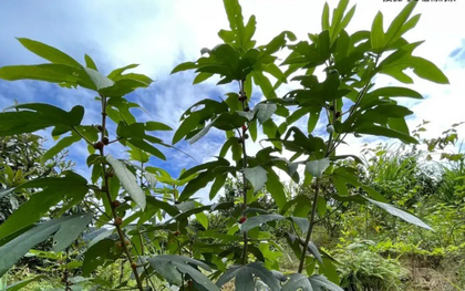 Loại cây mọc nhiều ở đồi núi của Việt Nam: Rễ mệnh danh là "nhân sâm Quảng Đông", giá hơn 100.000 đồng/kg