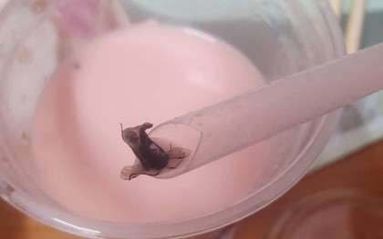 Xôn xao hình ảnh con ruồi trong cốc trà sữa của thương hiệu nổi tiếng ở Hà Nội