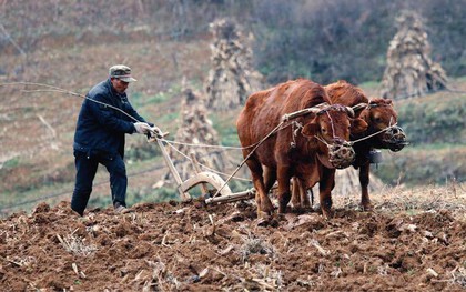 Dự báo dân gian cho năm Ất Tỵ 2025: "7 rồng trị thủy, 4 trâu cày ruộng, 9 người chia bánh" mang ý nghĩa gì?