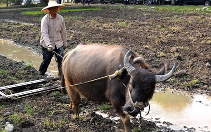 1 câu trong bài văn tả con trâu của đứa con 10 tuổi đưa bi kịch gia đình ra ánh sáng: "Trâu không đi cày, nó cưới vợ rồi”