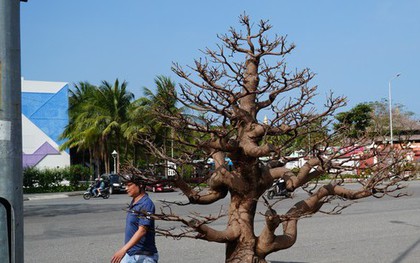 Mai 'im re' không nở, gió lạnh đang về khiến nhà vườn đứng ngồi không yên