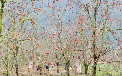 Vượt gần 200 km lên Mộc Châu sắm cành hồng trĩu quả, đỏ rực về chơi Tết