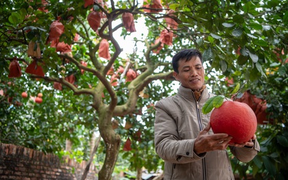 Một loại quả bị đồn "sơn màu đỏ" để được săn đón dịp Tết, sự thật là gì?