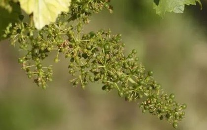 Loại quả thuộc nhóm "tốt nhất thế giới", hoá ra là quả quen thuộc bình dân ở Việt Nam, ở quê trồng bạt ngàn