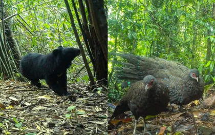 Phát hiện 2 “báu vật” trong Sách đỏ đang đi bộ giữa rừng sâu Quảng Ngãi