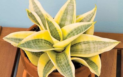 Người mệnh Thổ trồng 1 trong 4 loại cây này trong nhà: Tài lộc đổ về ào ào, tiền bạc hanh thông, gia đạo cũng yên ổn