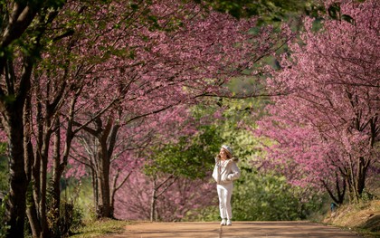 Mùa đông này, hãy trải nghiệm Chiang Mai - thành phố yên bình, hòa mình cùng thiên nhiên