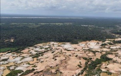 “Cơn sốt vàng” tàn phá 140.000 ha rừng Amazon