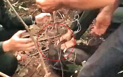 Tham quan bán đảo Sơn Trà, du khách phát hiện khỉ bị mắc vào "hàm của quỷ"