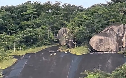 CLIP: Xôn xao 4 con vật lạ trắng như tuyết trên đỉnh Ma Thiên Lãnh